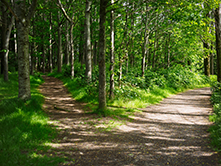 Two Roads Merging